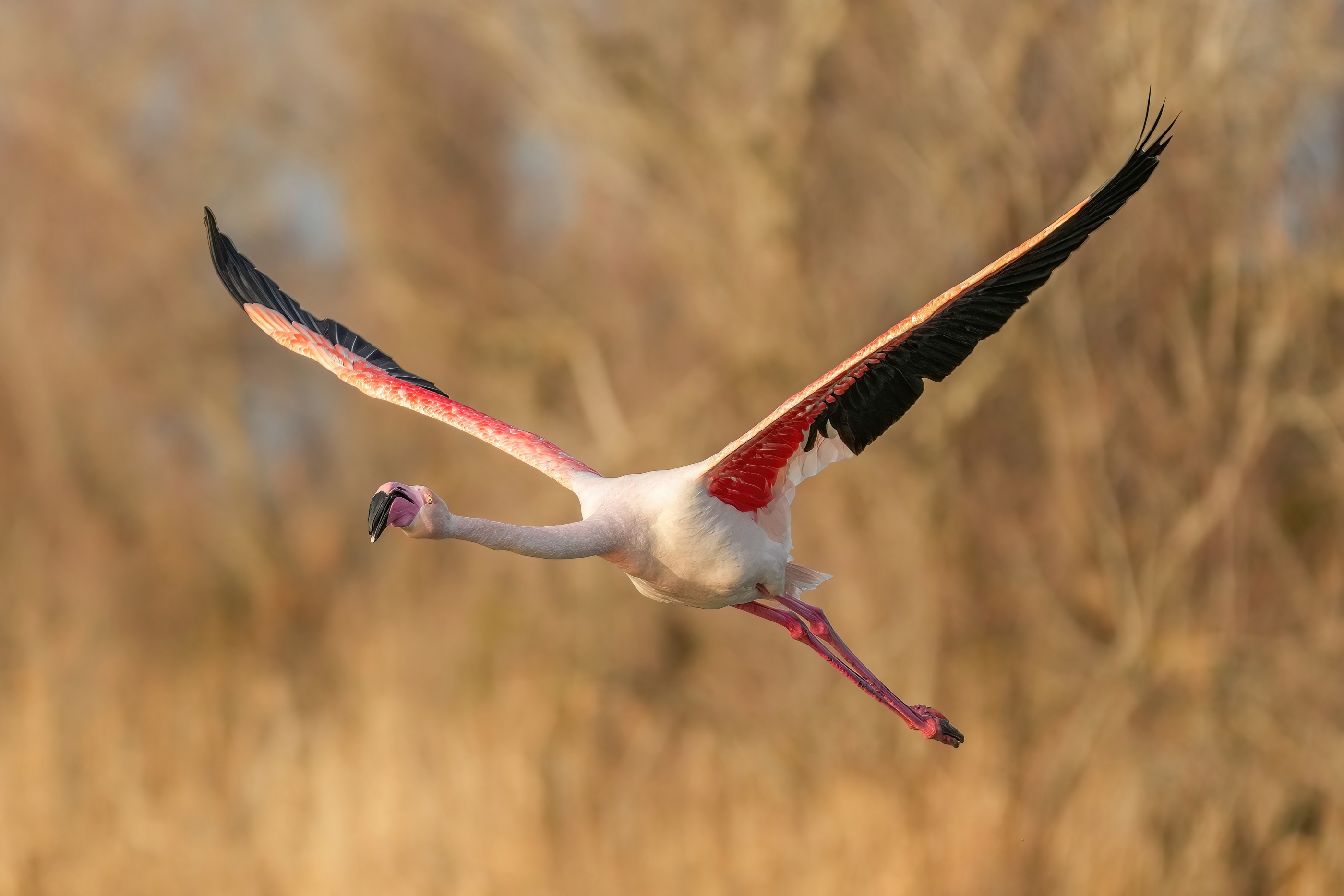 A greater flamingo spreading its wings in warm evening light over the Camargue wetlands of France.