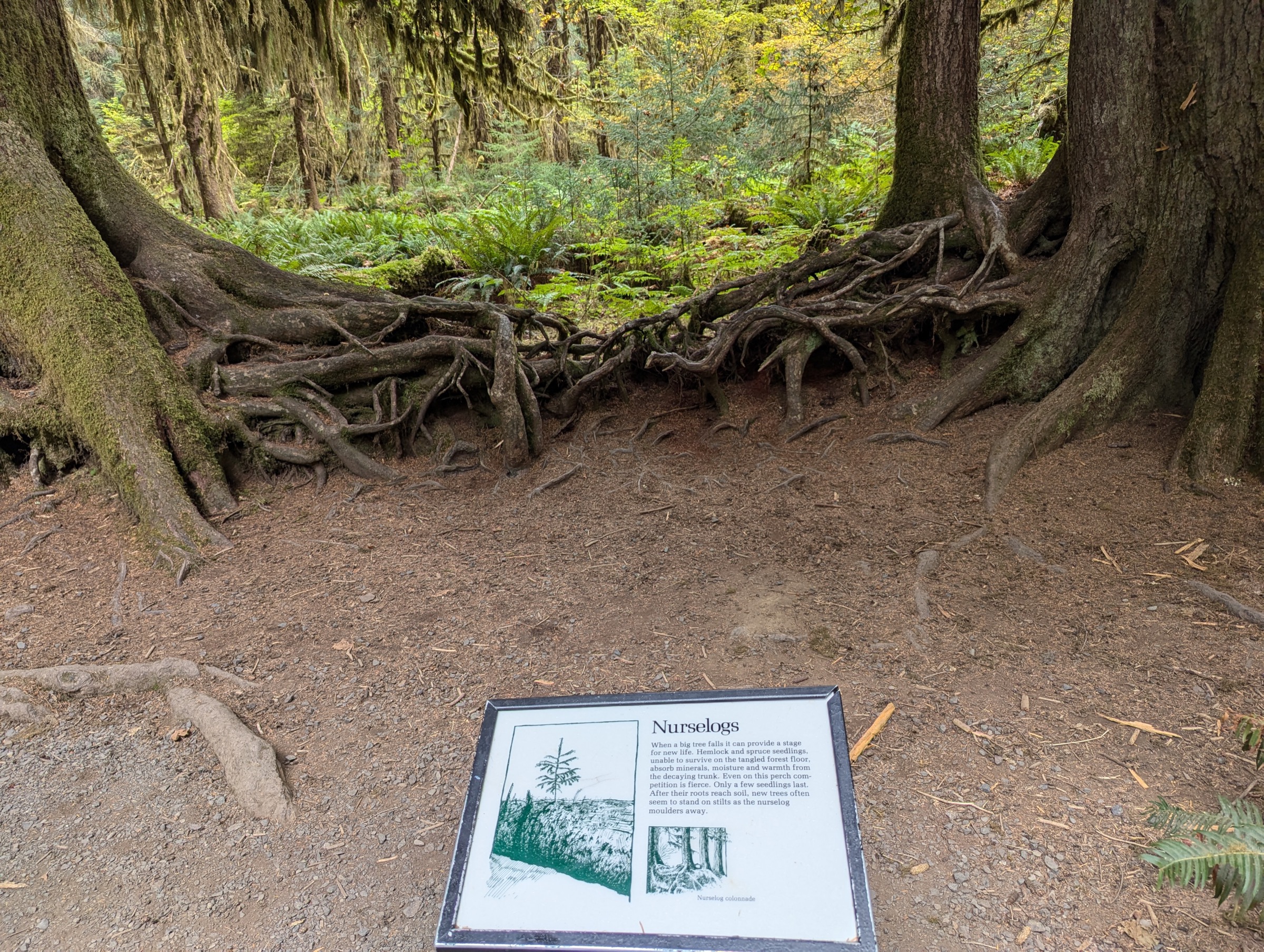 Ancient trees, exposed roots, ferns and moss in the Hoh Rain Forest of Olympic National Park.