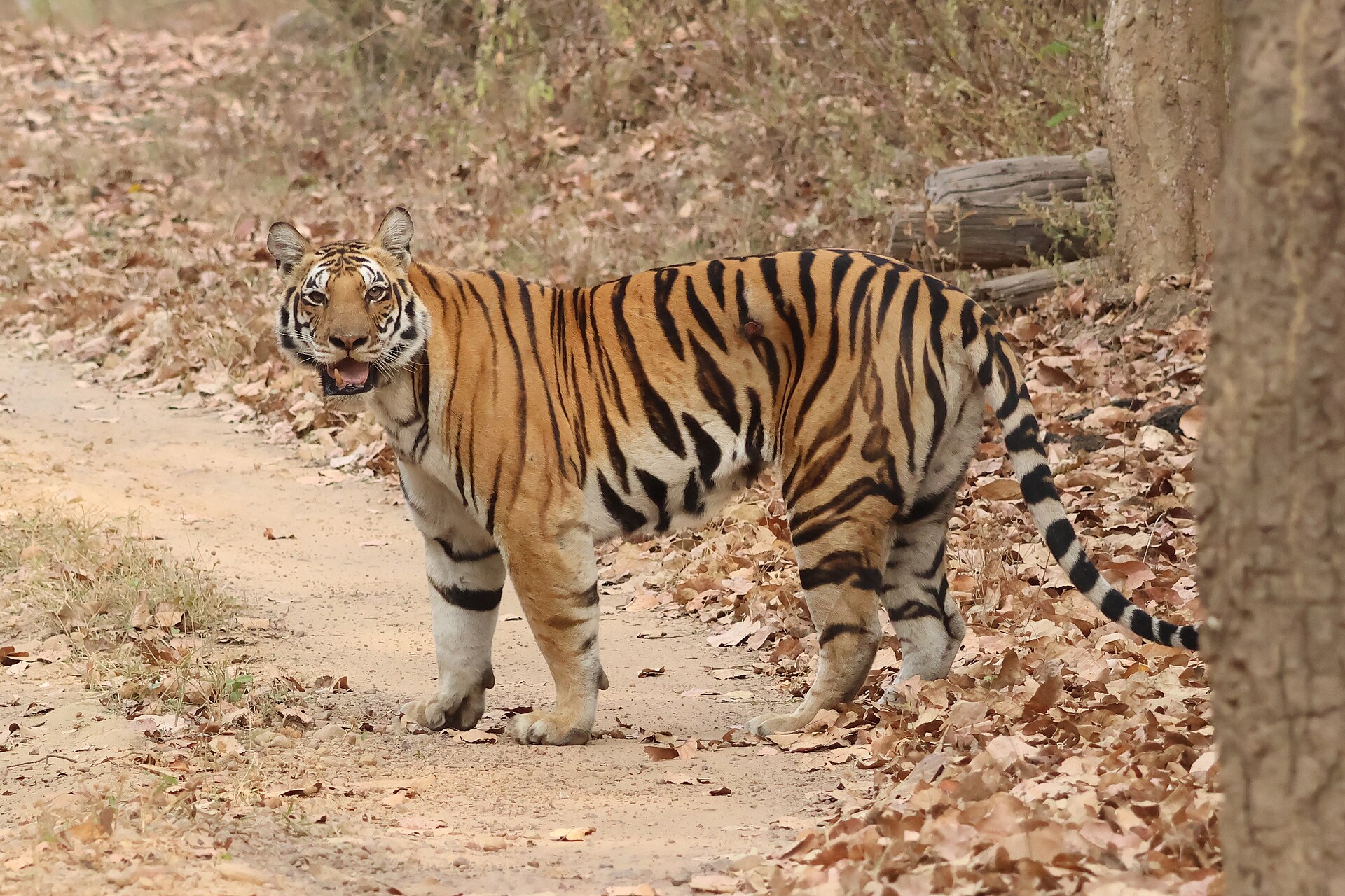 A wild Bengal tiger standing in grass in Kanha National Park, India.